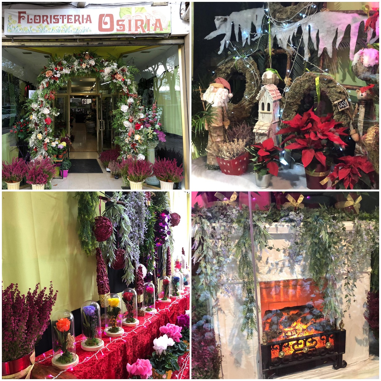 FLORISTERIA OSIRIA